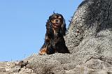 CAVALIER KING CHARLES 002